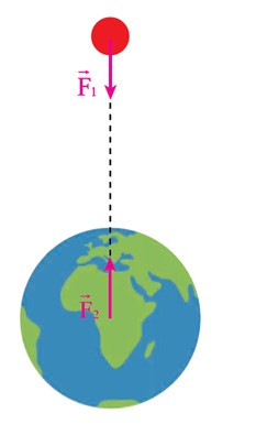Hãy biểu diễn lực hấp dẫn giữa quả táo đang rơi xuống mặt đất và Trái Đất. Tại sao ta không quan sát thấy Trái Đất rơi về phía quả táo (ảnh 1)