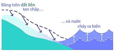 - Nguyên nhân dẫn tới hiện tượng nước biển dâng lên là do biến đổi khí hậu, sự nóng lên của Trái Đất khiến băng tan chảy ở nhiều khu vực rộng lớn, sau đó trở thành nước và chảy ra biển.

- Theo đánh giá của Trung Tâm Quốc Tế Quản Lý Môi Trường của Úc châu (ICEM), khi mực nước biển dâng cao 1 m sẽ gây ra những tác động nghiêm trọng trên các lĩnh vực kinh tế, xã hội, và môi trường của Việt Nam.

+ Khoảng 14.528 km2 hay 4,4% diện tích của Việt Nam bị ngập vĩnh viễn. Hơn 60% hay 39 của 63 tỉnh thành và 6 khu kinh tế của Việt Nam bị ảnh hưởng. Khoảng 20%, hay 2057 trong số 10511 làng xóm, bị ngập từng phần hay toàn bộ.

+ Đồng bằng sông Cửu Long, diện tích bị ngập lụt chiếm 85% diện tích ngập lụt của toàn xứ, ảnh hưởng đến 12 tỉnh thành trên một diện tích rộng 12.376 km2.

+ Trong đó 11 tỉnh thành nằm trong hệ thống sông Cửu Long; Long An và Kiên Giang là hai tỉnh có diện tích bị ngập nước lớn nhất. Long An và Bến Tre mỗi tỉnh có 50% diện tích bị ngập vĩnh viễn; Trà Vinh ngập 45,7% và Sóc Trăng ngập 43,7%.

+ TP Hồ Chí Minh nằm trong hệ thống sông Sài Gòn - Đồng Nai có đông đảo dân cư và 43% diện tích sẽ bị ngập vĩnh viễn.

+ Hơn 1.100 km2 của khu kinh tế miền Đông Nam (phần Bình Dương, Biên Hòa, Bà Rịa-Vũng Tàu) hay 7,65% diện tích toàn quốc bị ngập nước.

+ Bốn khu kinh tế khác - châu thổ sông Hồng, Đông Bắc (Quảng Ninh), Bắc Trung (phần Quảng Bình, Thừa Thiên - Huế) và Nam Trung (phần Đà Nẵng, Khánh Hoà, Bình Định) - sẽ bị ngập nước vĩnh viễn mỗi nơi từ 180 đến 340 km2, tổng cộng tương đương với 7% diện tích của toàn xứ.