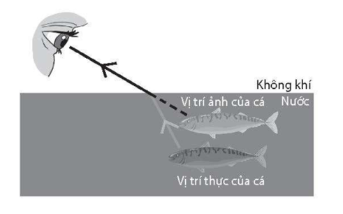 Chùm tia sáng từ cá đi trong nước ra ngoài không khí (như Hình bên dưới) bị khúc xạ tại mặt phân cách giữa nước và không khí nên có hướng truyền sát mặt nước hơn (góc khúc xạ lớn hơn góc tới). Khi chùm tia sáng này đi vào mắt, làm cho mắt thấy vị trí ảnh (ảo) của cá cao hơn vị trí thực của cá.