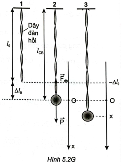 Chọn trục toạ độ Ox như Hình 5.2G.    Tần số góc của dao động: \(\omega = \sqrt {\frac{{\rm{k}}}{{\rm{m}}}} = \sqrt {\frac{{270}}{{83}}} \approx 1,8{\rm{rad}}/{\rm{s}}\)

Lực phục hồi khi dây đàn hồi dãn 5 m so với độ dài tự nhiên là:

\({\rm{F}} = {\rm{k}}\left( {{\rm{\Delta }}{l_0} + {\rm{x}}} \right) - {\rm{mg}}\)\( = 270 \cdot 5 - 83 \cdot 9,8 = 537{\rm{\;N}}\)  .

\( \Rightarrow {\rm{x}} = \frac{{\rm{F}}}{{\rm{k}}} = \frac{{537}}{{270}} = 1,99{\rm{\;m}}\)  .

Do đó, \(v = 0 \Rightarrow x = A\) , nên \(A = 1,99{\rm{\;m}}\)

\( \Rightarrow {x_{\left( t \right)}} = A{\rm{cos}}\left( {\omega t} \right) = 1,99{\rm{cos}}\left( {1,8t} \right)\left( m \right)\)  .

\({v_{\left( t \right)}} = - A\omega {\rm{sin}}\left( {\omega t} \right) = - 3,58{\rm{cos}}\left( {1,8t} \right)\left( {{\rm{m/s}}} \right)\)  .

Vậy khi \(t = 2{\rm{\;s}}\)  thì \(x = - 1,78{\rm{\;m}}\)  và \(v = 1,58{\rm{\;m/s}}\) .