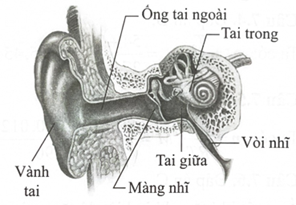 Hiện tượng ù tai liên quan chặt chẽ đến cấu tạo của tai. Cấu tạo của tai người gồm 3 miền: tai ngoài, tai giữa và tai trong như hình bên dưới, trong đó:

- Tai ngoài và tai giữa được ngăn cách bằng màng nhĩ, là màng kín, nhạy âm.

- Tai giữa chứa đầy không khí. Ở tai giữa có một ống gọi là vòi nhĩ. Vòi nhĩ thông với mũi và miệng, có tác dụng điều chỉnh áp suất.

Khi máy bay cất hoặc hạ cánh, do có sự thay đổi độ cao đột ngột nên áp suất ở tai ngoài thay đổi nhanh chóng so với áp suất ở tai giữa, vòi nhĩ quá bé nên không điều chỉnh kịp áp suất ở tai giữa gây ra sự chênh lệch áp suất giữa tai ngoài và tai giữa. Kết quả làm màng nhĩ bị kéo ra hoặc đẩy vào, gây ra cảm giác ù tai hoặc đau tai.

b) Để làm giảm triệu chứng ù tai khi đi máy bay ta phải làm tăng sự lưu thông của không khí vào tai giữa thông qua vòi nhĩ bằng các cách sau:

– Nuốt nước bọt liên tục.

– Uống nhiều ngụm nước nhỏ khi máy bay bắt đầu cất hoặc hạ cánh.

– Nhai kẹo cao su.

– Cố gắng để ngáp.

– Bịt chặt hai lỗ tai (bằng bông/ nút bịt lỗ tai/ hai ngón tay).