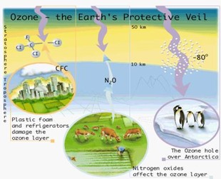   Trả lời:

Các thông tin, hình ảnh về tác động tiêu cực của việc suy giảm tầng ozone đến môi trường và sức khỏe con người:

- Tăng bức xạ cực tím đến Trái Đất làm trầm trọng thêm biến đổi khí hậu.

- Tia cực tím tác động lên da làm tăng nguy cơ ung thư da, tác động lên mắt làm tăng nguy cơ mắc bệnh đục thủy tinh thể,…

- Gây suy giảm và hủy hoại các loại động – thực vật.