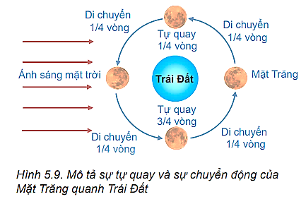 Vẽ lại Hình 5.9, thảo luận để mô tả chuyển động của Mặt Trăng quanh Trái Đất với giả thuyết Mặt Trăng không tự quay quanh mình nó.