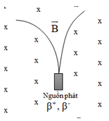 Vết của các hạt β− và β+ phát ra từ nguồn N chuyển động trong từ trường B→ có dạng như hình vẽ. So sánh động năng của hai hạt này ta thấy